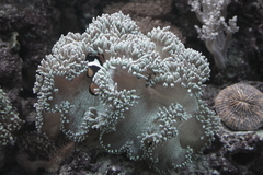 Killikus&reg; Fotographie